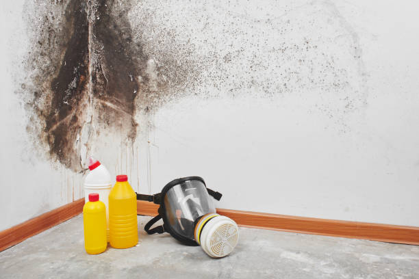Best HVAC Mold Remediation in Kenedy, TX
