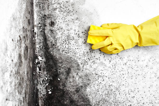Best Post-Flood Mold Remediation in Kenedy, TX
