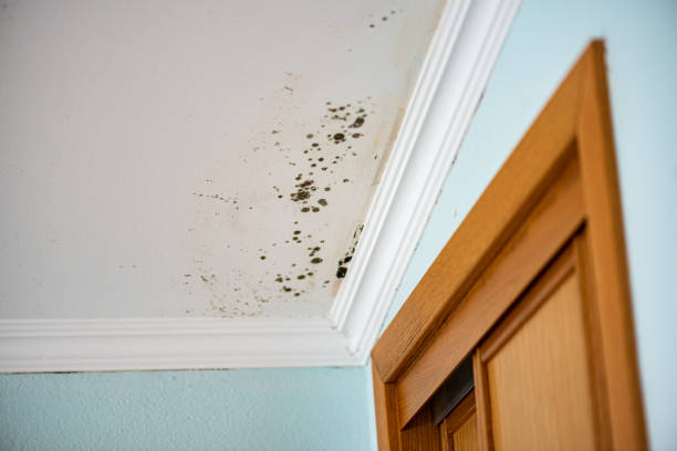 Professional Mold Remediation in Kenedy, TX