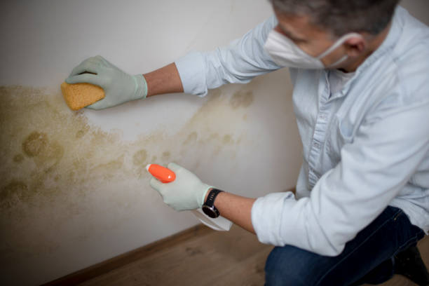 Best Commercial Mold Remediation in Kenedy, TX