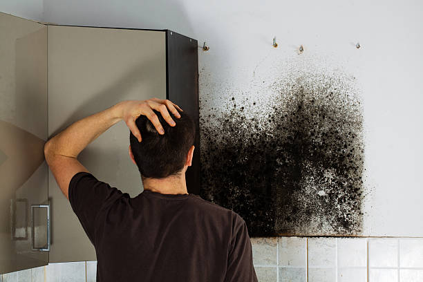 Best Basement Mold Remediation in Kenedy, TX
