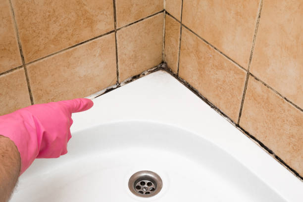 Best White Mold Remediation in Kenedy, TX