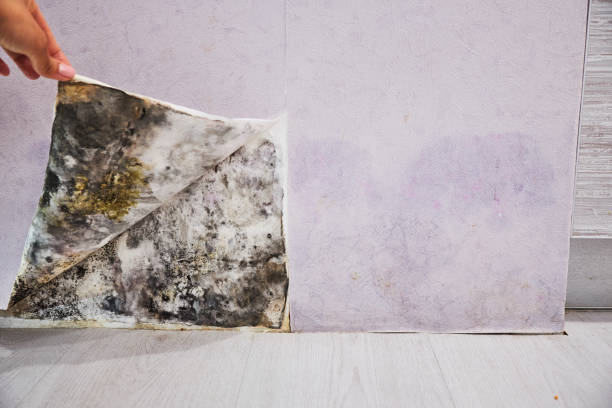 Best Mold Remediation for Specific Building Types in Kenedy, TX